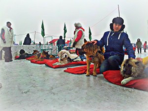 Trineo de perros - Harbin