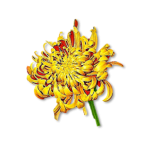 regalo que NO debes regalar en China-Crisantemo - gift that you should not give in China-Chrysanthemum - LTL Live The Language - Escuela de Mandarin